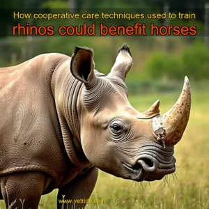 Read more about the article How cooperative care techniques used to train rhinos could benefit horses